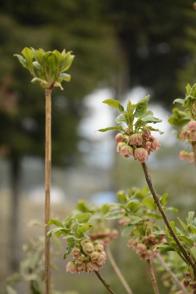 Enkianthus deflexus, photographed by Siddarth Machado
