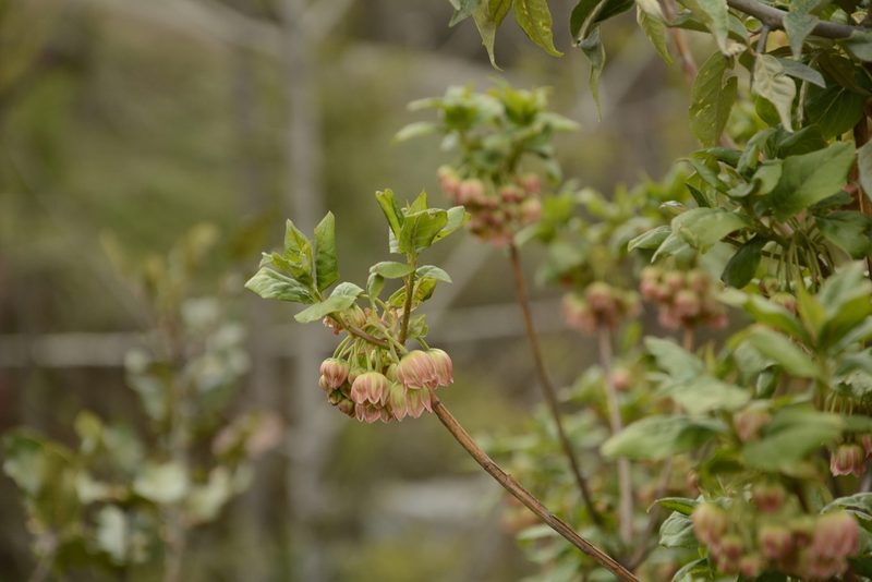 Enkianthus deflexus, photographed by Siddarth Machado