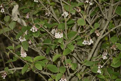 Viburnum erubescens, photographed by Siddarth Machado