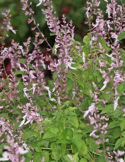 Ocimum labiatum, photographed by Alan Manson