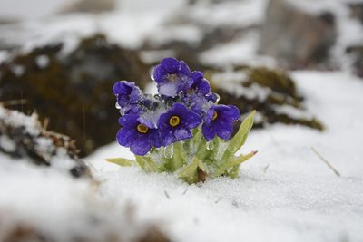 Primula calderiana, photographed by Siddarth Machado
