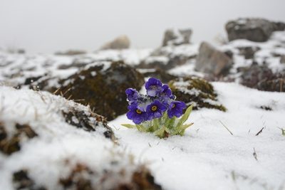 Primula calderiana, photographed by Siddarth Machado