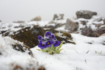 Primula calderiana, photographed by Siddarth Machado