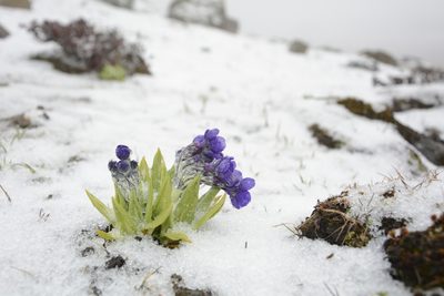 Primula calderiana, photographed by Siddarth Machado