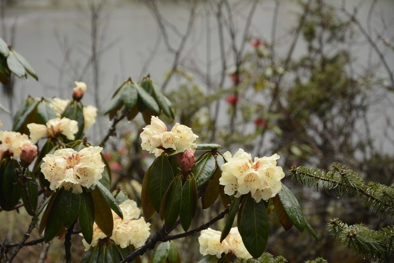 Rhododendron wightii, photographed by Siddarth Machado