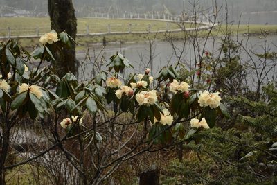Rhododendron wightii, photographed by Siddarth Machado