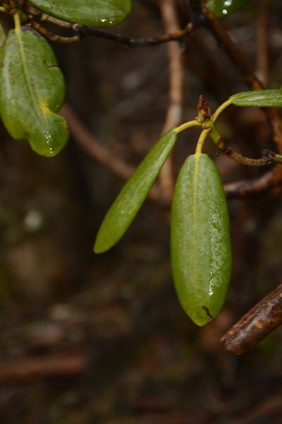 Rhododendron fulgens, photographed by Siddarth Machado