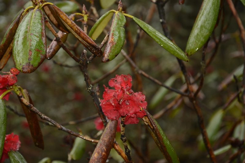 Rhododendron fulgens, photographed by Siddarth Machado
