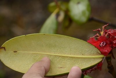 Rhododendron fulgens, photographed by Siddarth Machado