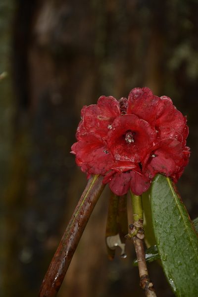 Rhododendron fulgens, photographed by Siddarth Machado