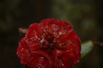 Rhododendron fulgens, photographed by Siddarth Machado