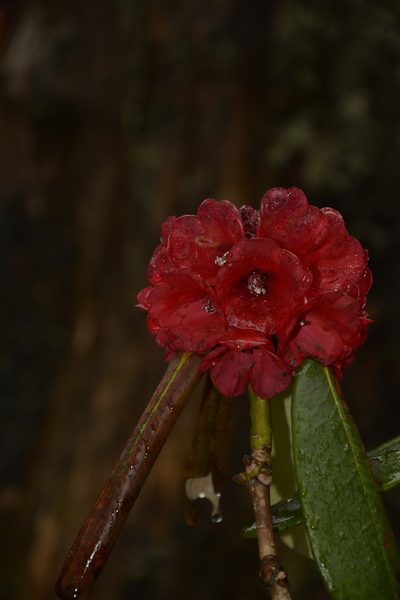 Rhododendron fulgens, photographed by Siddarth Machado
