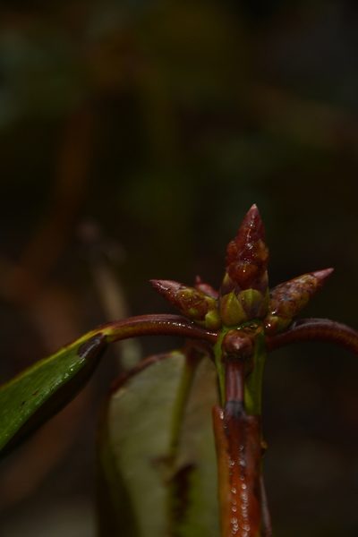 Rhododendron fulgens, photographed by Siddarth Machado