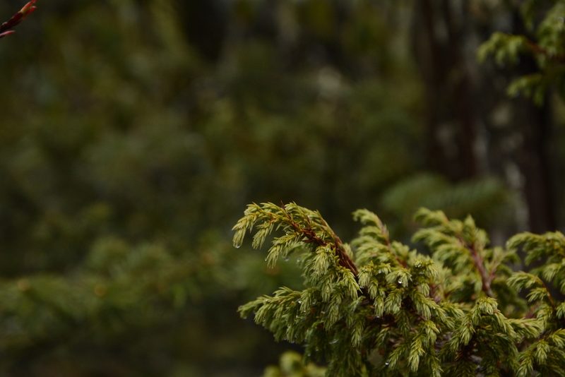 Juniperus recurva, photographed by Siddarth Machado
