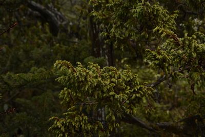 Juniperus recurva, photographed by Siddarth Machado