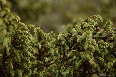 Juniperus recurva, photographed by Siddarth Machado