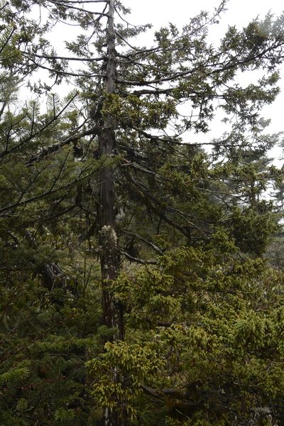 Juniperus recurva, photographed by Siddarth Machado