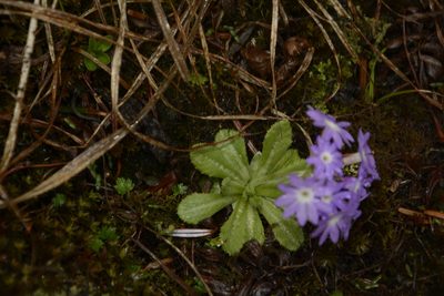 Primula atrodentata, photographed by Siddarth Machado