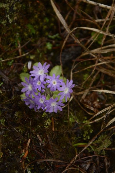 Primula atrodentata, photographed by Siddarth Machado
