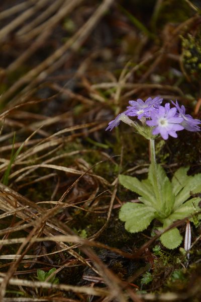Primula atrodentata, photographed by Siddarth Machado
