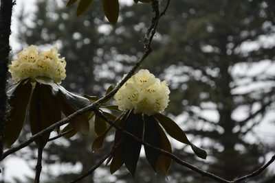 Rhododendron wightii, photographed by Siddarth Machado