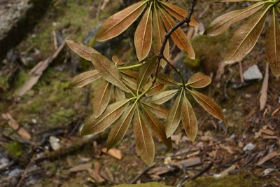Rhododendron wightii, photographed by Siddarth Machado