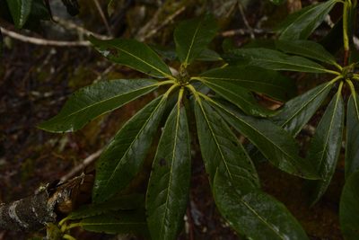 Rhododendron wightii, photographed by Siddarth Machado