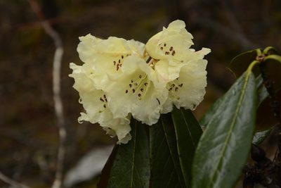 Rhododendron wightii, photographed by Siddarth Machado