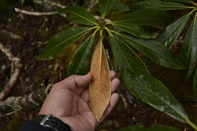 Rhododendron wightii, photographed by Siddarth Machado