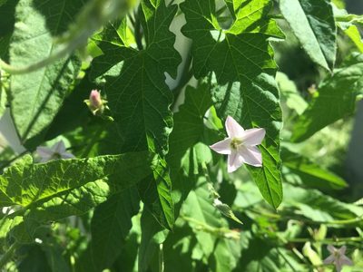 Convolvulus erubescens, photographed by Thomas Mesaglio