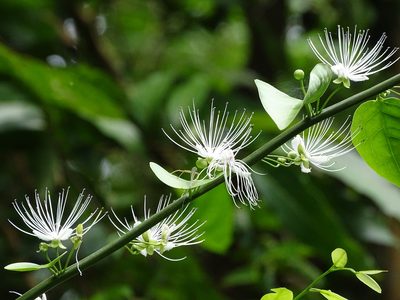Capparis sabiifolia, photographed by 葉子
