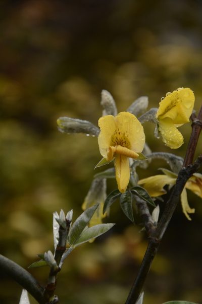Piptanthus nepalensis, photographed by Siddarth Machado