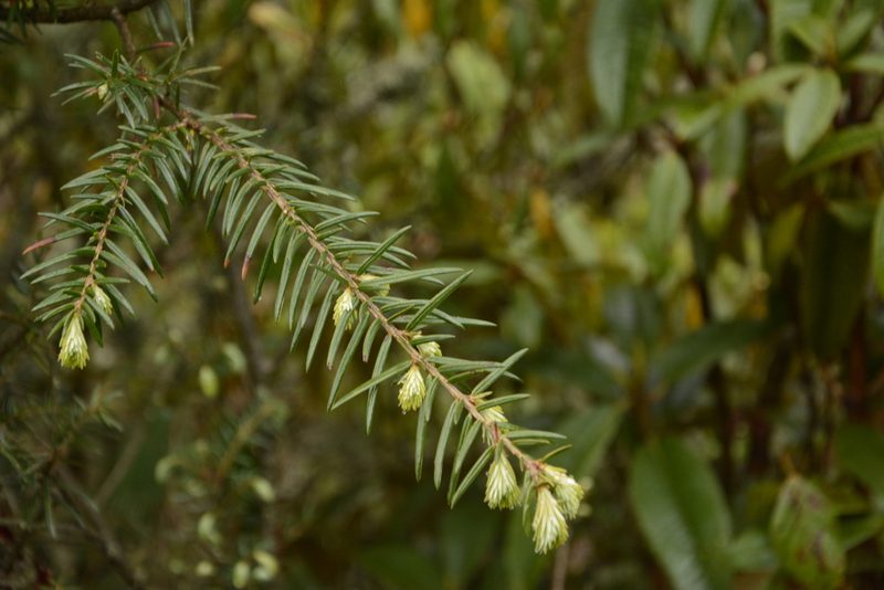 Tsuga dumosa, photographed by Siddarth Machado
