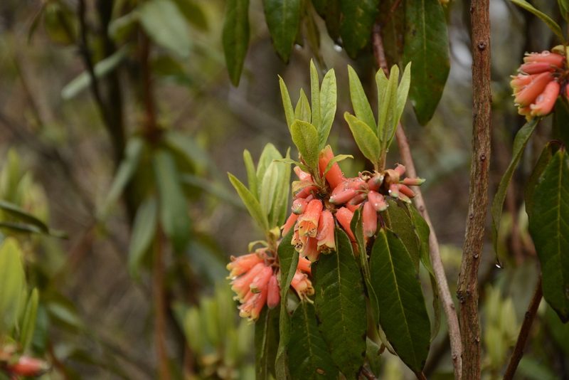 Rhododendron keysii, photographed by Siddarth Machado