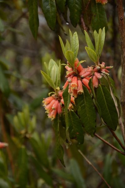 Rhododendron keysii, photographed by Siddarth Machado