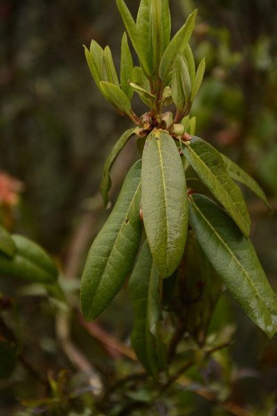 Rhododendron keysii, photographed by Siddarth Machado