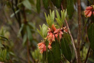 Rhododendron keysii, photographed by Siddarth Machado