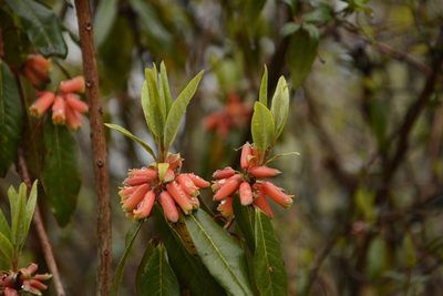 Rhododendron keysii, photographed by Siddarth Machado