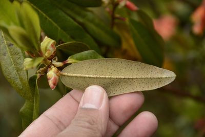 Rhododendron keysii, photographed by Siddarth Machado