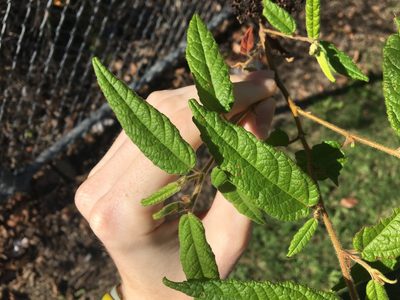 Commersonia dasyphylla, photographed by Thomas Mesaglio