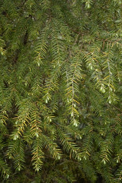 Tsuga dumosa, photographed by Siddarth Machado