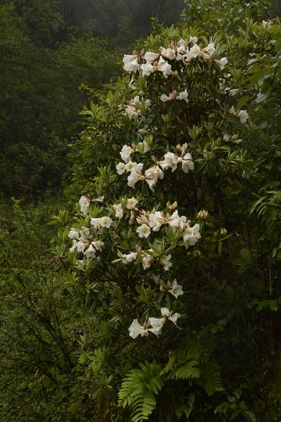Rhododendron maddenii, photographed by Siddarth Machado