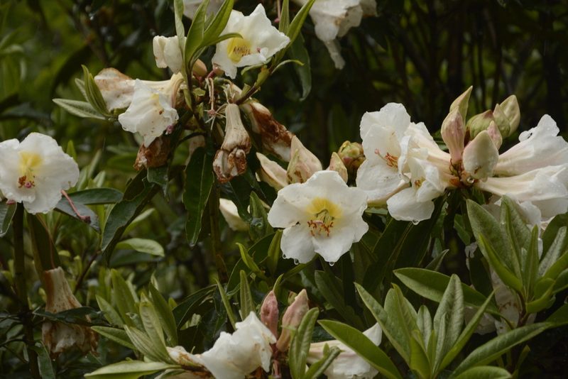 Rhododendron maddenii, photographed by Siddarth Machado