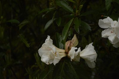 Rhododendron maddenii, photographed by Siddarth Machado