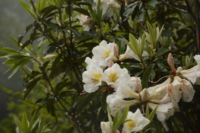 Rhododendron maddenii, photographed by Siddarth Machado