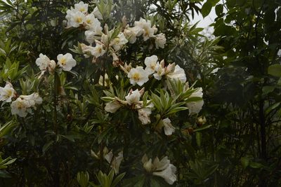 Rhododendron maddenii, photographed by Siddarth Machado