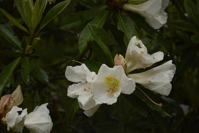 Rhododendron maddenii, photographed by Siddarth Machado