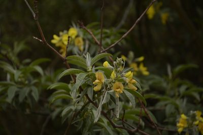 Piptanthus nepalensis, photographed by Siddarth Machado