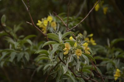 Piptanthus nepalensis, photographed by Siddarth Machado
