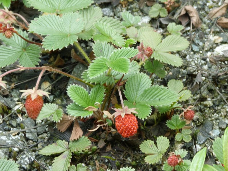 Fragaria moupinensis, photographed by Aaron Liston